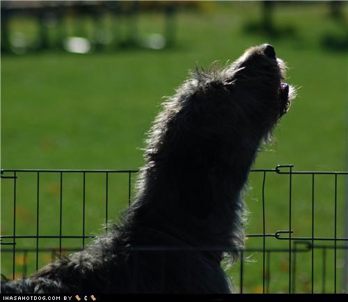 Putting the Wolf in Wolfhound