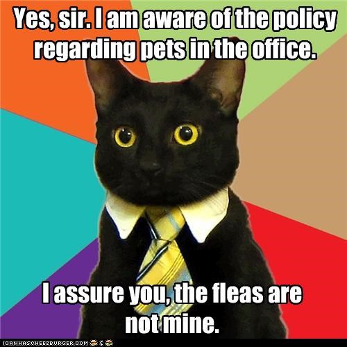 Business Cat: Yes, sir. 