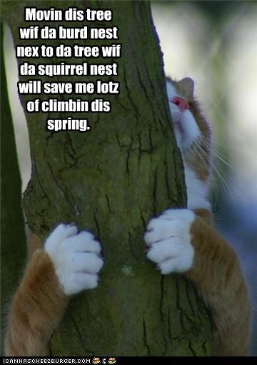 PLANS FOR SPRING