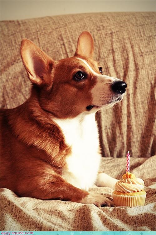 Birthday Corgi!