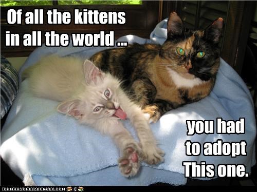 Of all the kittens in all the world ...