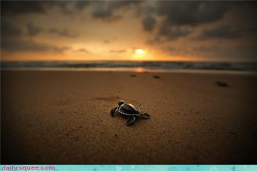 Squee Spree: Sea Turtle at Sunset
