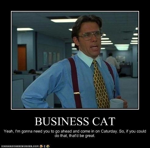 BUSINESS CAT