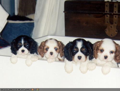 Cyoot Puppehs ob teh Day: LET. US. OUT.