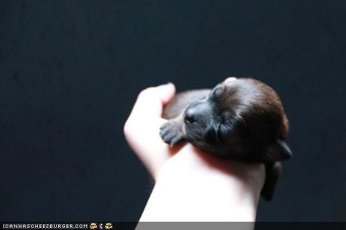 Cyoot Puppeh ob teh Day: Teh powur ob cyoot in teh palm ob ur hand