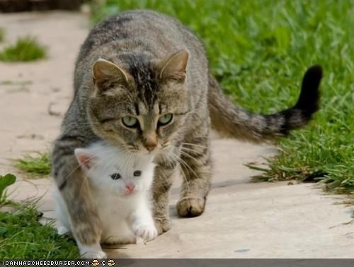 Cyoot Kitteh of teh Day: Ai Protekz U, Mah Bebbe!