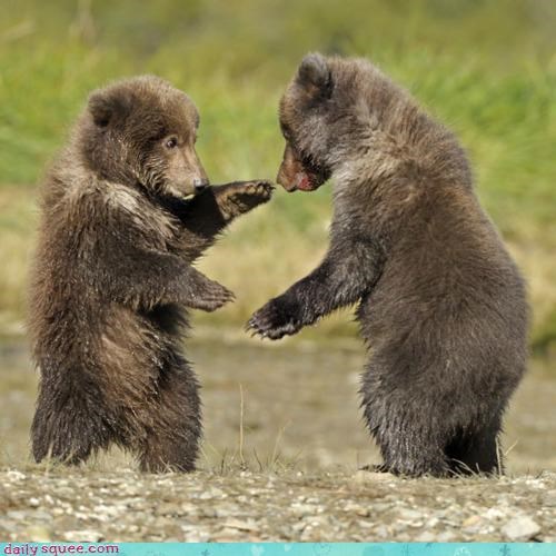 Acting Like Animals: Put Up Yer Dukes!