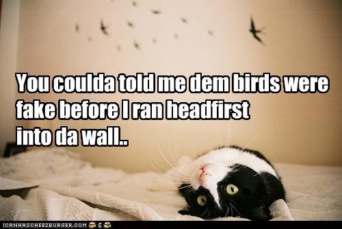 You coulda told me dem birds were fake before I ran headfirst  into da wall..