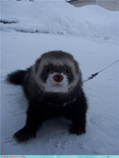 Fuzzy ferret from Finland