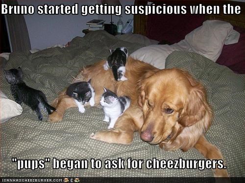 Bruno started getting suspicious when the   "pups" began to ask for cheezburgers.