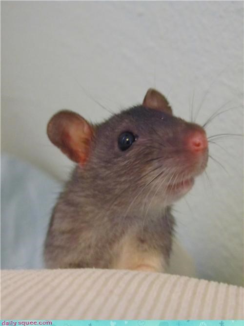 Sascha the ratlet, posing for his school photo.