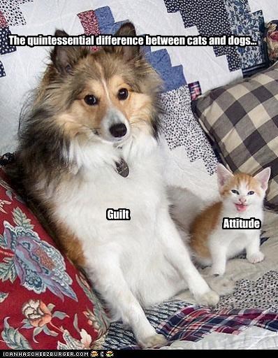The quintessential difference between cats and dogs...