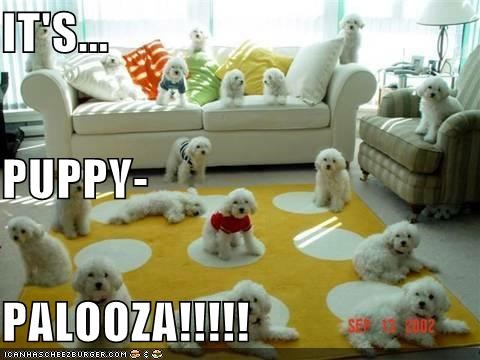 IT'S... PUPPY- PALOOZA!!!!!
