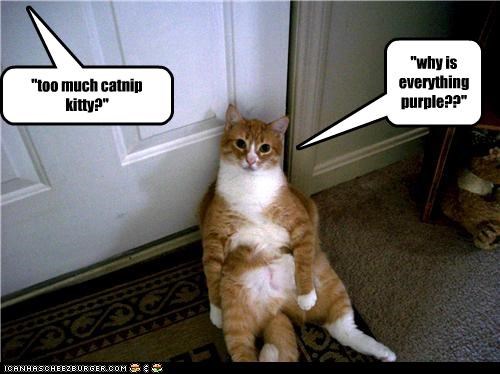 "too much catnip kitty?"