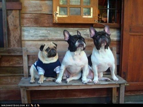 The Odd Pug Out