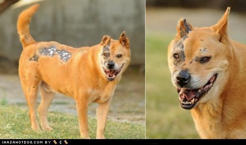 Terminator Dog Needs Loving Home