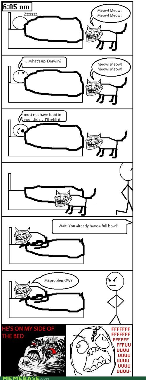 Morning Cat-Trolling
