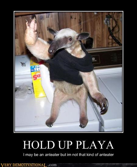 HOLD UP PLAYA