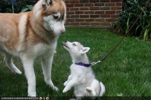 Cyoot Puppeh ob teh Day: Commeer an let meh lik u!