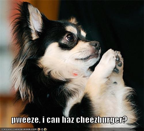 pweeze, i can haz cheezburger?