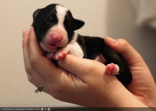 Cyoot Puppeh ob teh Day: Portabul cyootness