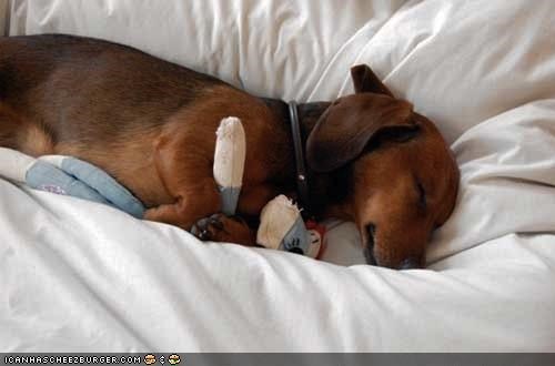 Cyoot Puppeh ob teh Day: Snuggul tiemz!