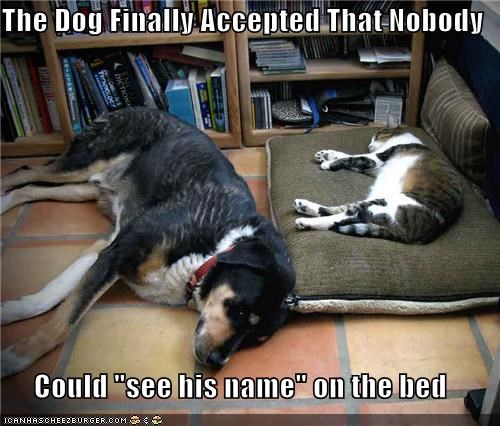 The Dog Finally Accepted That Nobody  Could "see his name" on the bed