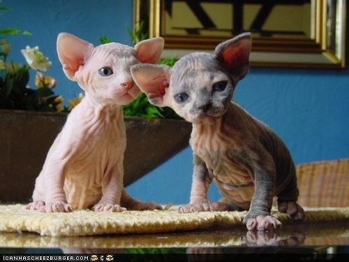 Cyoot Kittehs of teh Day: We No Needz Botox Cuz We Iz Alweady Cyoot As Kan B!