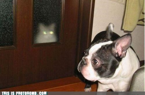 The Lurker