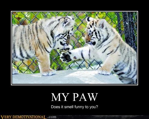 MY PAW