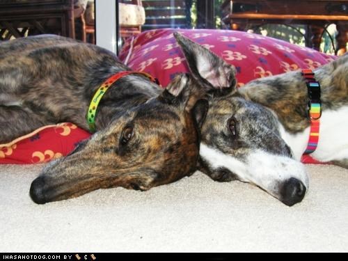 Head-to-Head Napping Competition