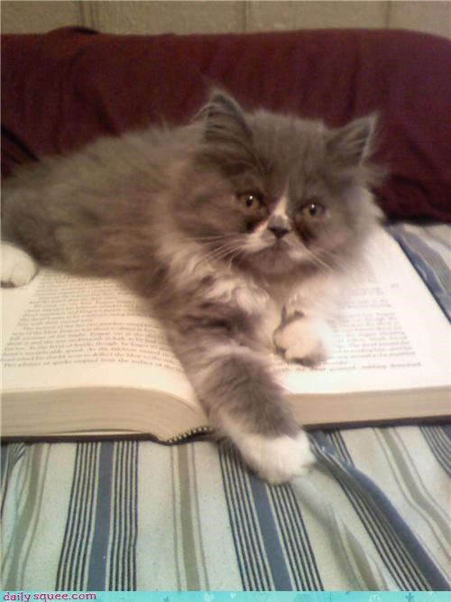 AHEM... I needz attenshuns!!