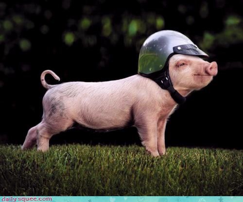 Squee Spree: Easy Rider