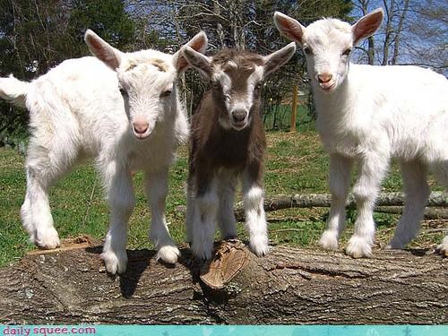 Squee Spree: Baby Goats Vs. Lambs