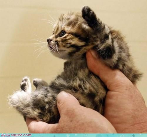 Acting Like Animals: Science is Adorable!