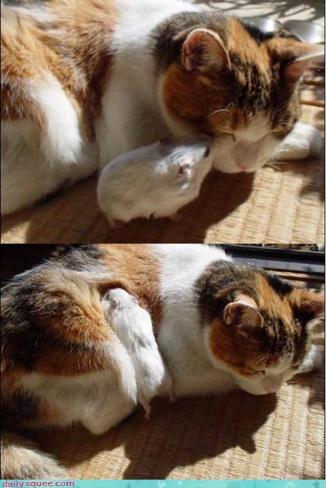 Interspecies Love: Snuggling Up for a Much-Needed Nap