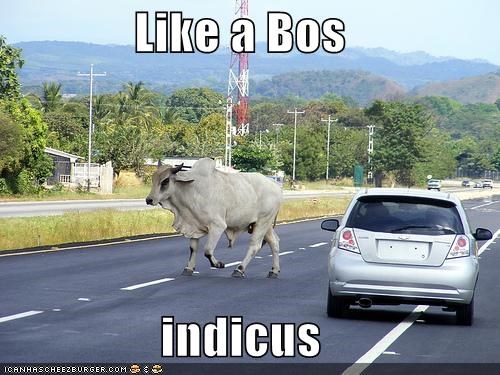 Like a Bos  indicus