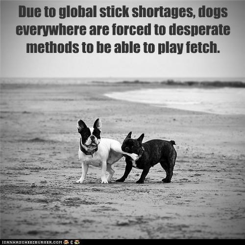 Due to global stick shortages, dogs everywhere are forced to desperate methods to be able to play fetch.