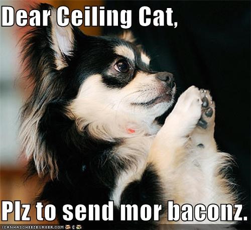 Dear Ceiling Cat,  Plz to send mor baconz.