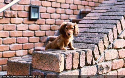 Cyoot Puppeh ob teh Day: But ai iz afeard ob hitez!