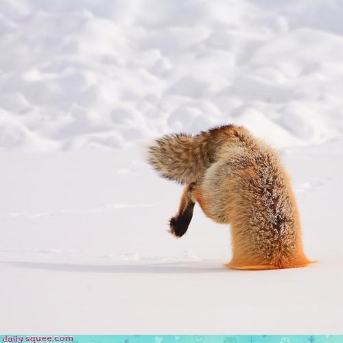 Acting Like Animals: The Majestic Fox Flower is Ready to be Picked