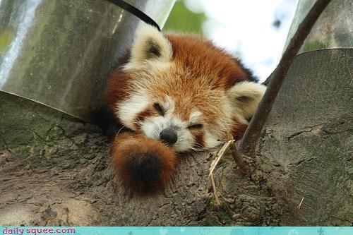 Red Panda Wake-Up Call