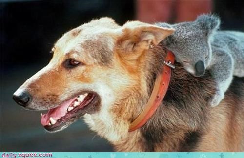 BEST. PIGGYBACK. EVER.