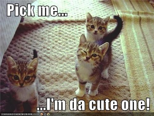 Pick me...              ...I'm da cute one!
