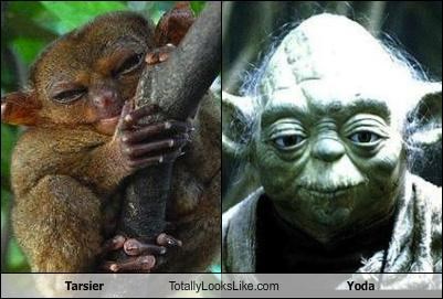 Tarsier Totally Looks Like Yoda