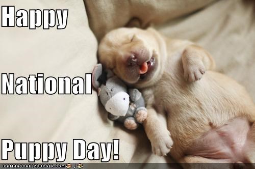 Happy National Puppy Day!