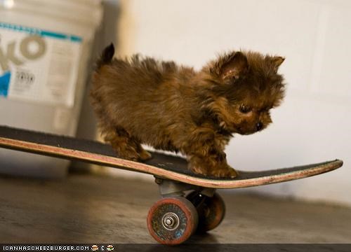 Cyoot Puppeh ob teh Day: Ekstreem puppeh iz ekstreem