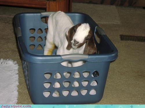 Laundry is Confusing...