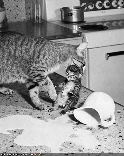 Cyoot Kittehs of teh Day: Ai Maed a Mess Wiff teh Milk n Nao Mama's Mad...