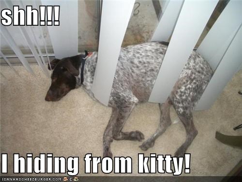 shh!!!  I hiding from kitty!